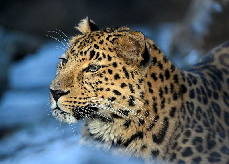 Amur Leopard