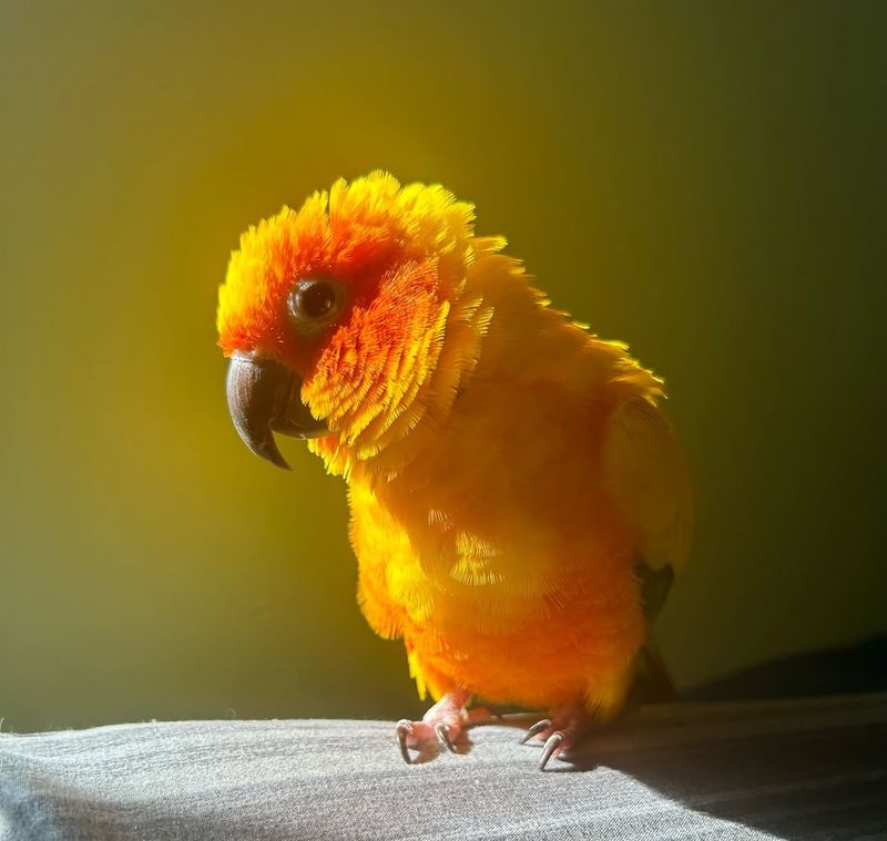 Sun Conure