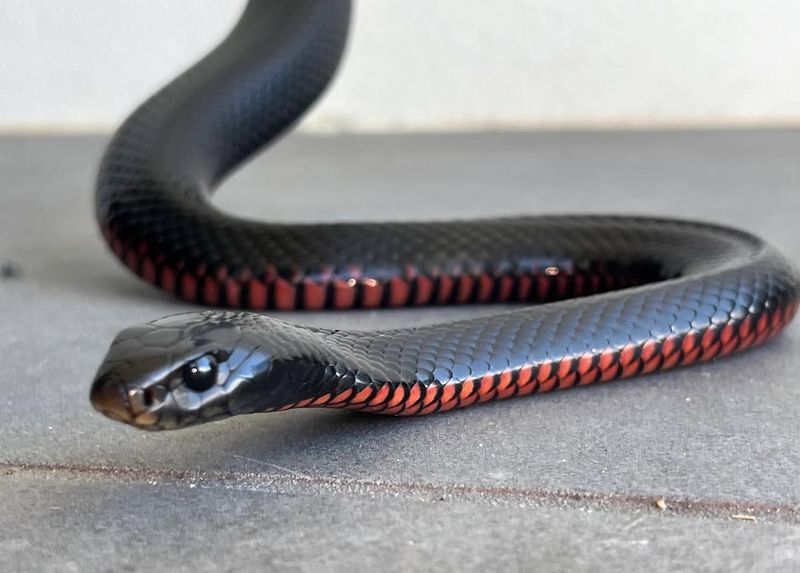 Red-Bellied Black Snake