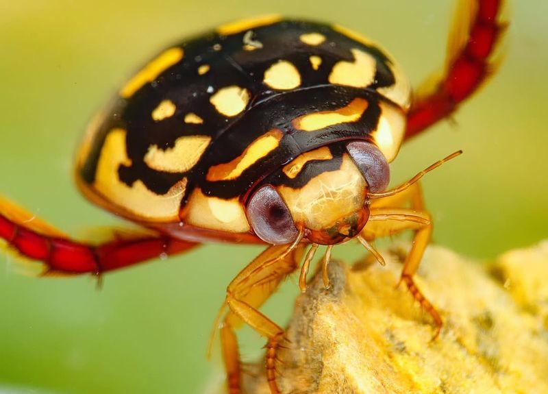 Sunburst Diving Beetle