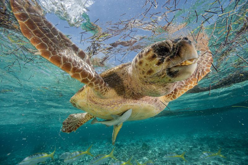 Respect Nesting Beaches