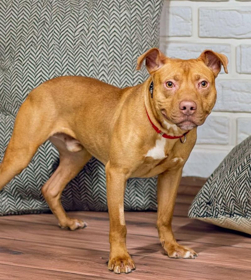 Supporting Animal Shelters