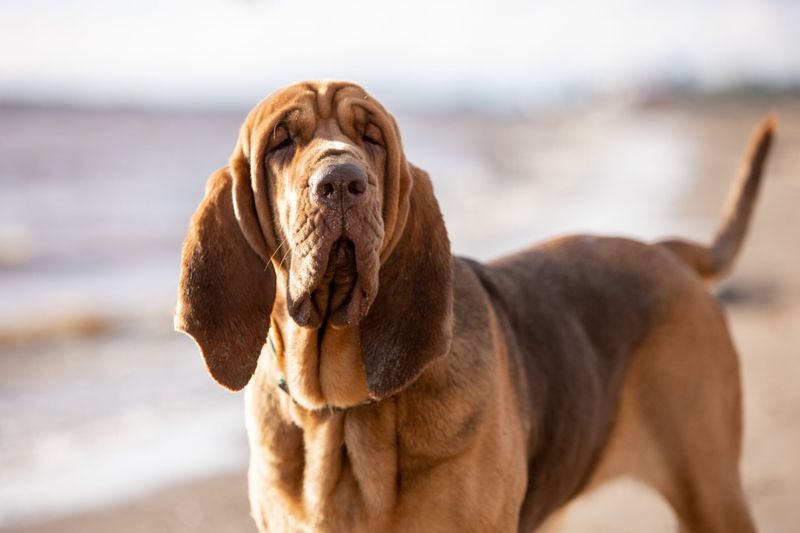 Bloodhound