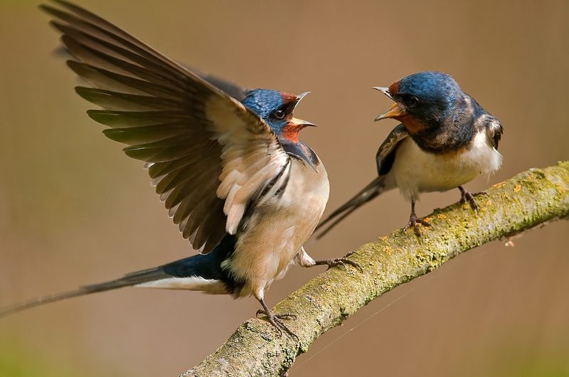 Swallows