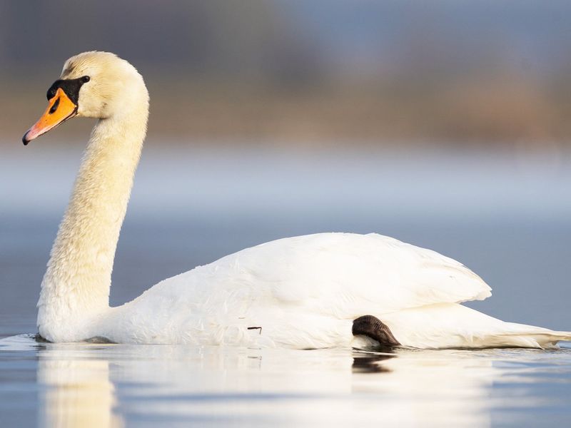 Swan