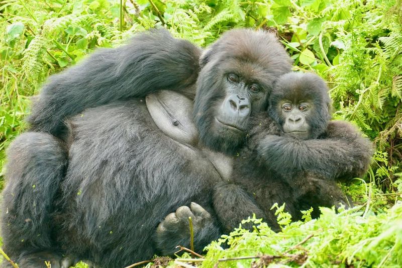 Gorilla Family Groups