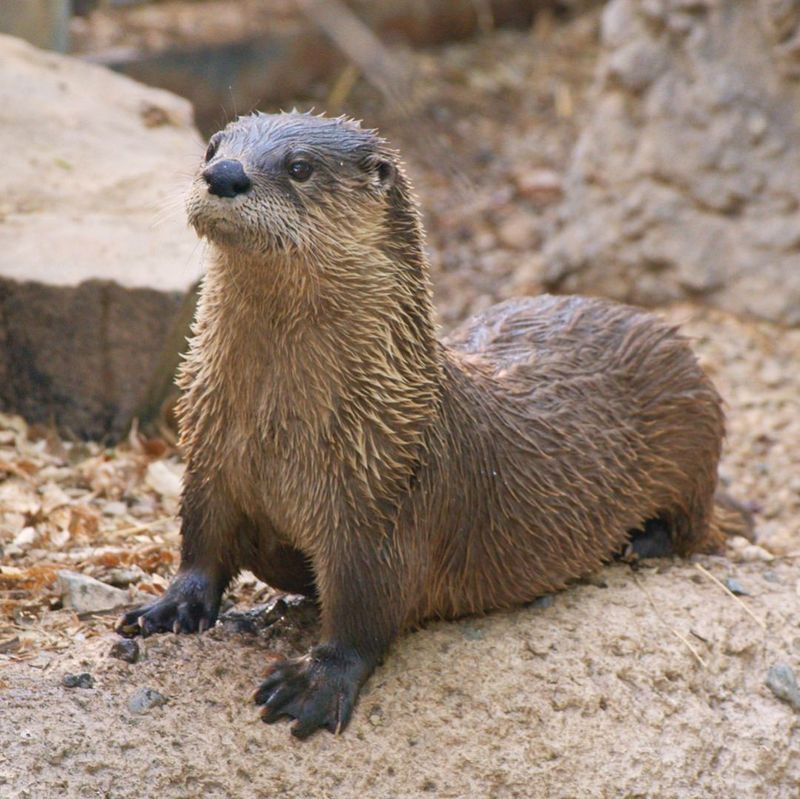 Otter