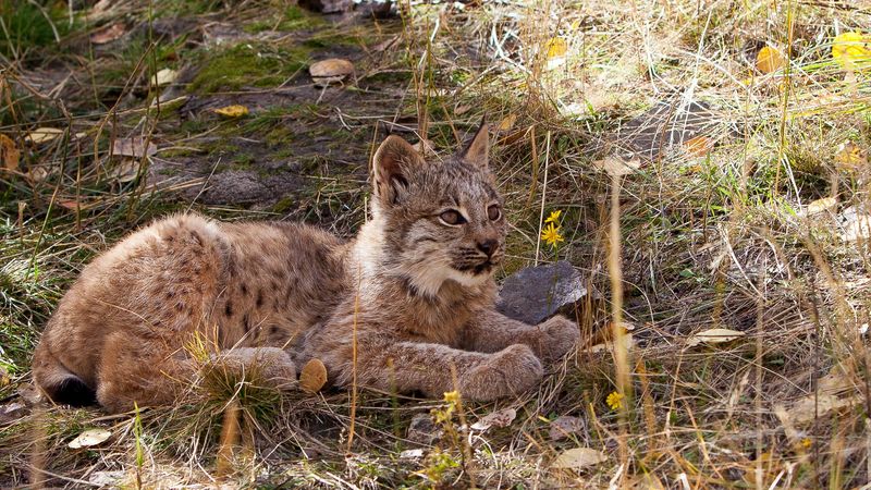 Seasonal Fur Changes: Lynx's Camouflage Strategy