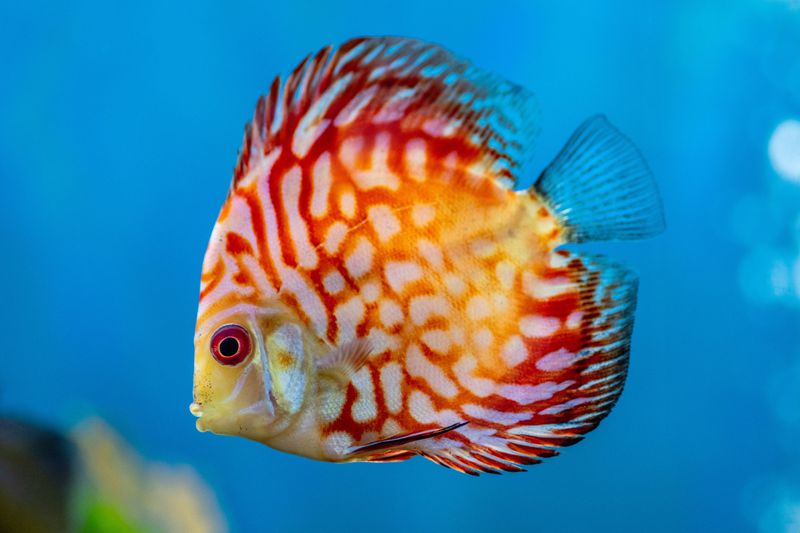 Discus Fish