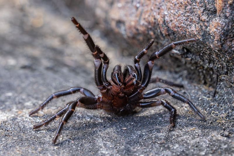 Sydney Funnel-Web Spider