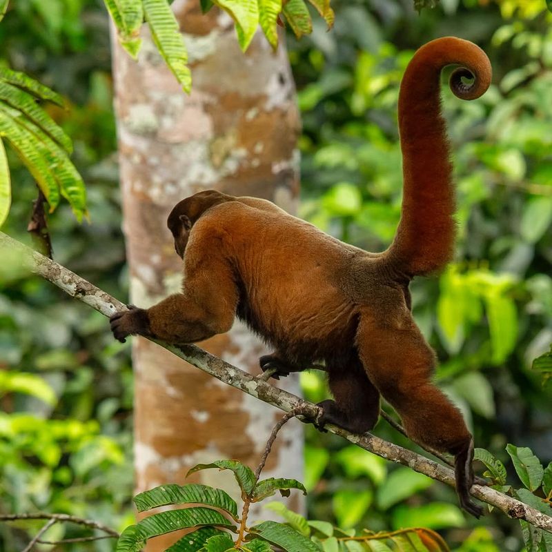 Woolly Monkey