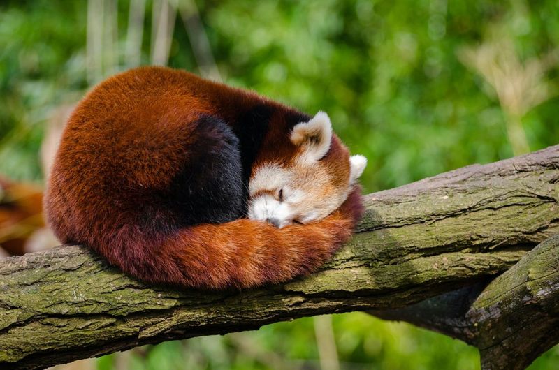 Tails That Wow