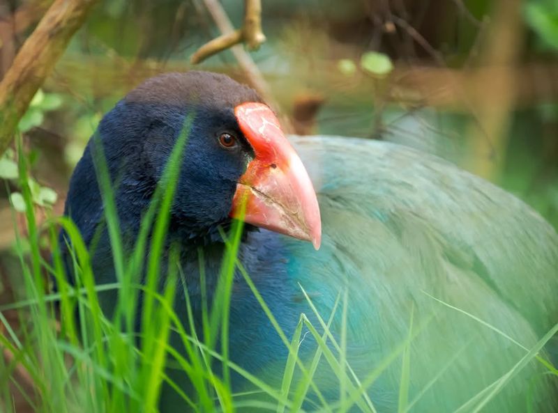 Takahē