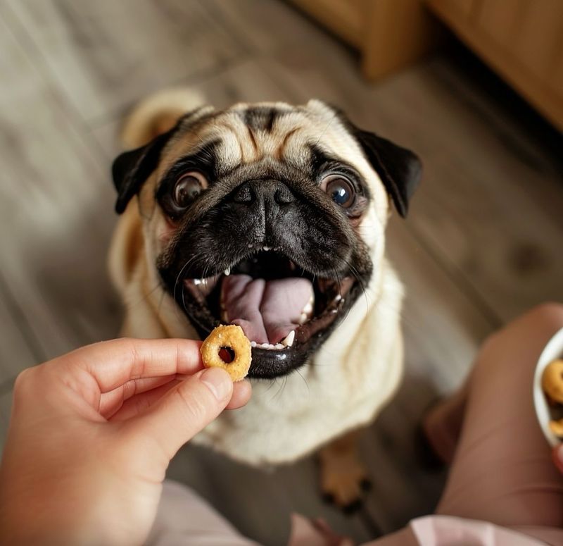 Treats Are The Key