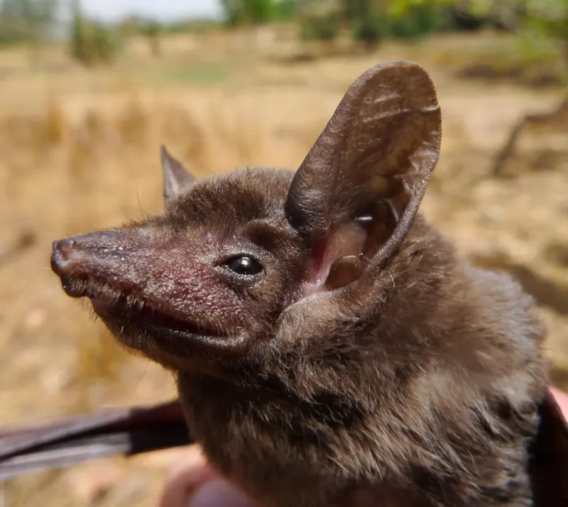 Seychelles Sheath-Tailed Bat