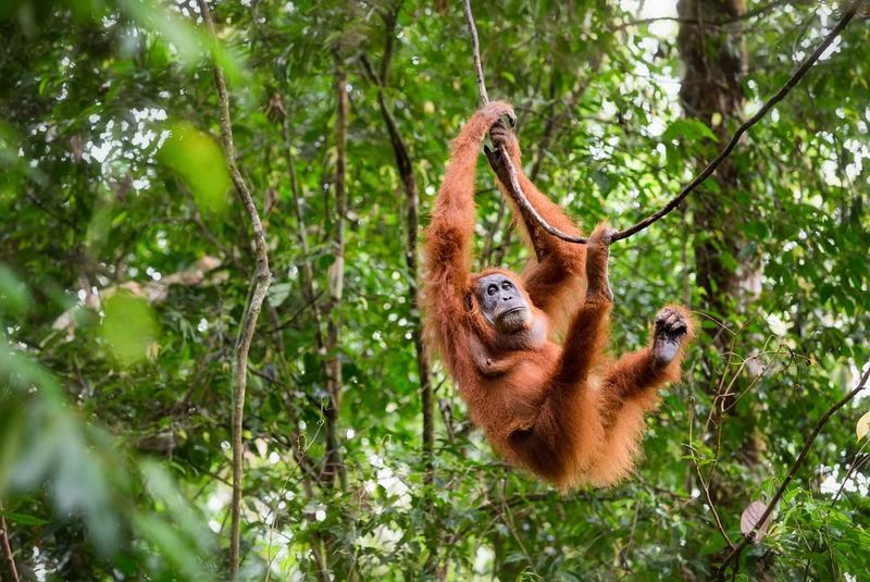 Gunung Leuser National Park, Indonesia