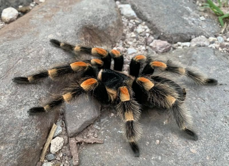 Tarantula