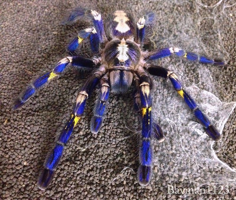 Tarantula (Poecilotheria)