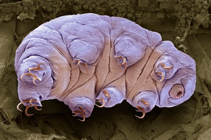 Tardigrade