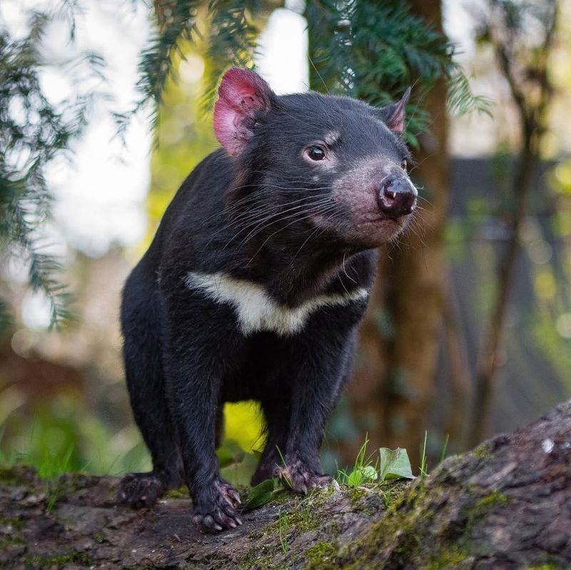Tasmanian Devil
