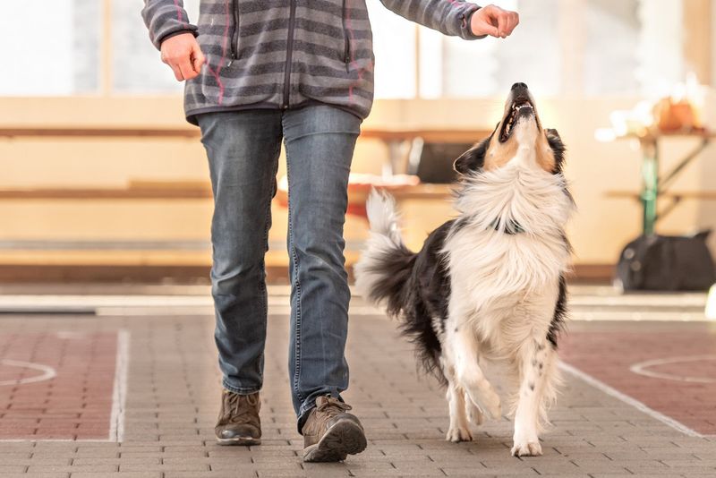Teach Commands Like “Heel”