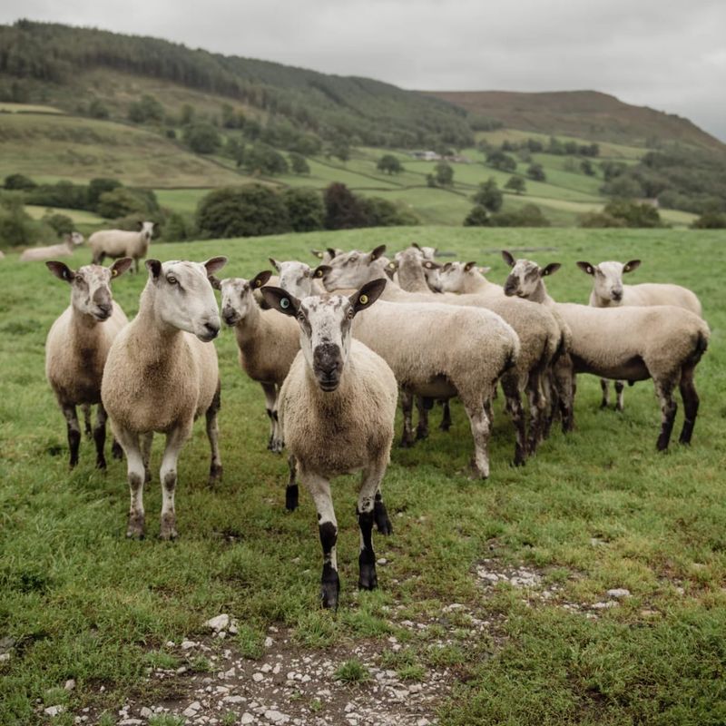 Bluefaced Leicester (BFL) Sheep