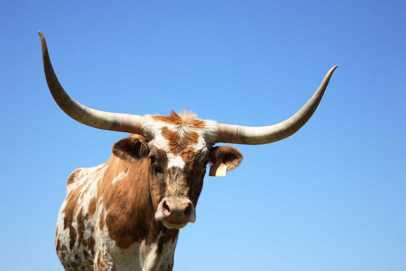 Texas - Texas Longhorn