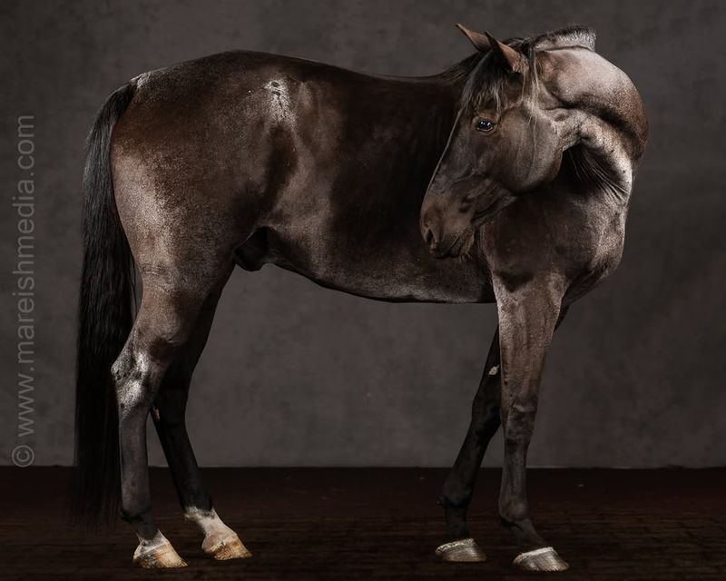 Tennessee Walking Horse ($5,000 – $30,000)