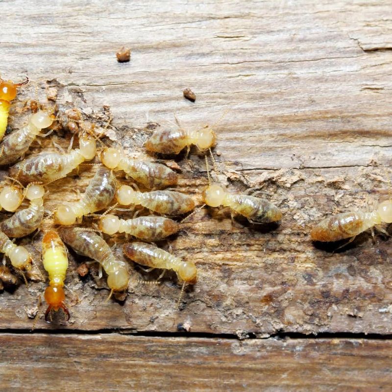 Termites