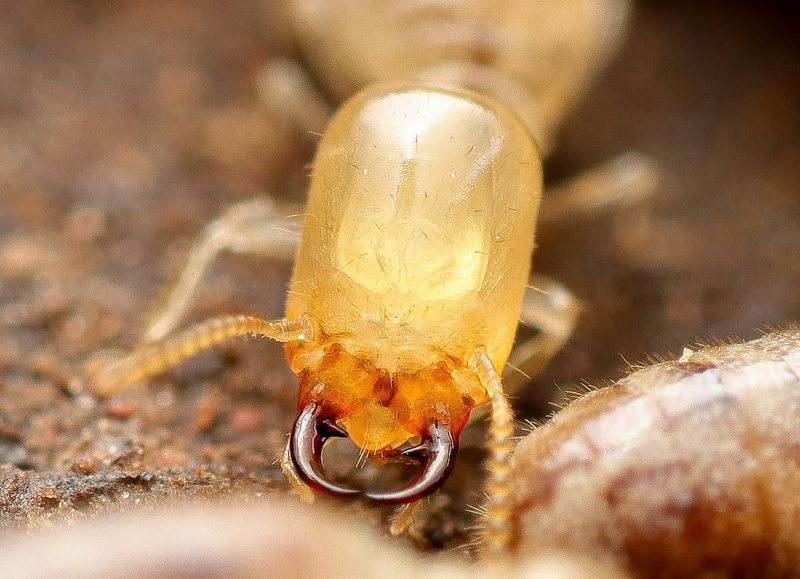 Termites