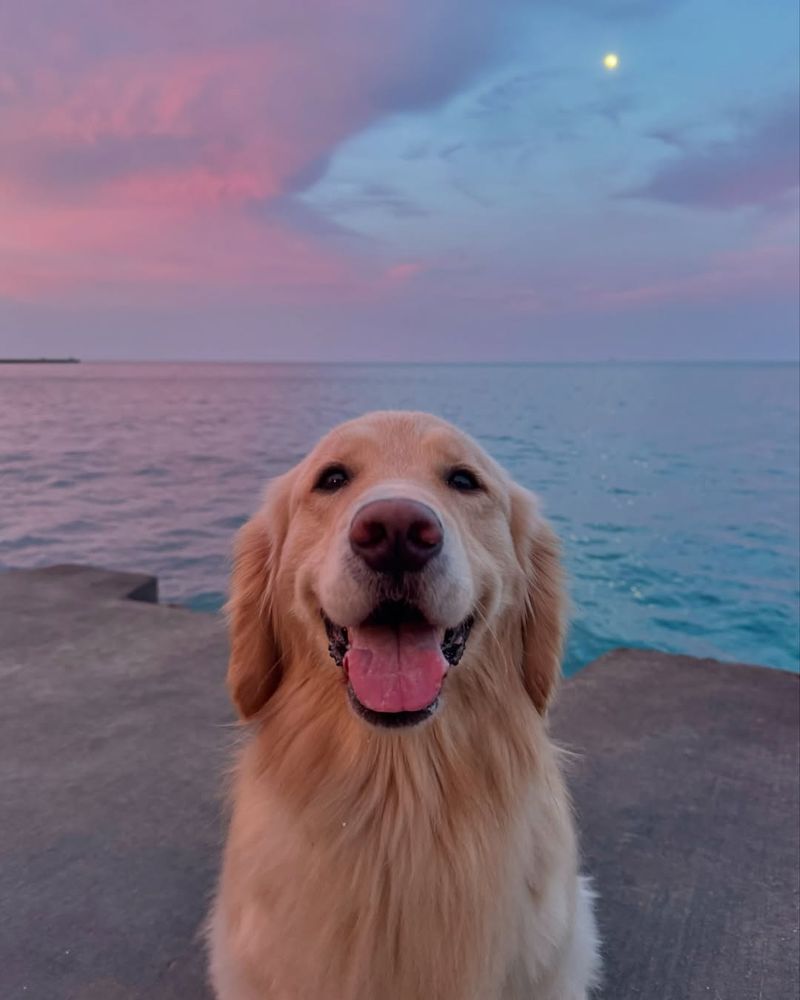 Golden Retriever Symbolism