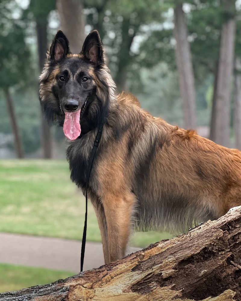 Tervuren