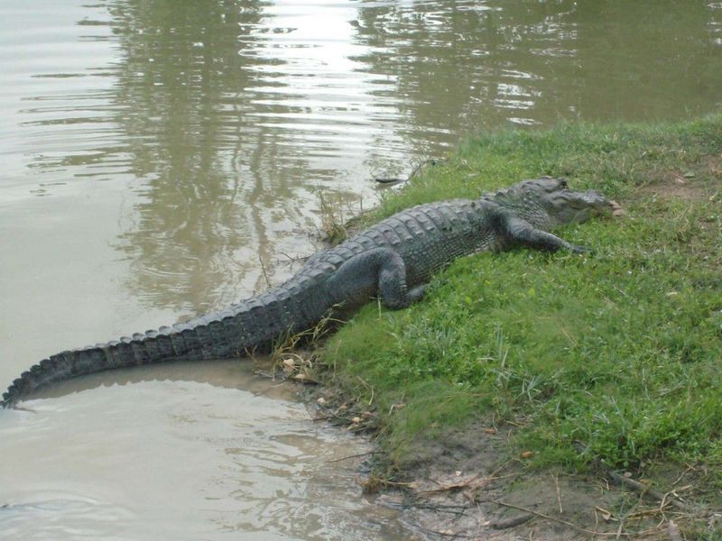 Texas