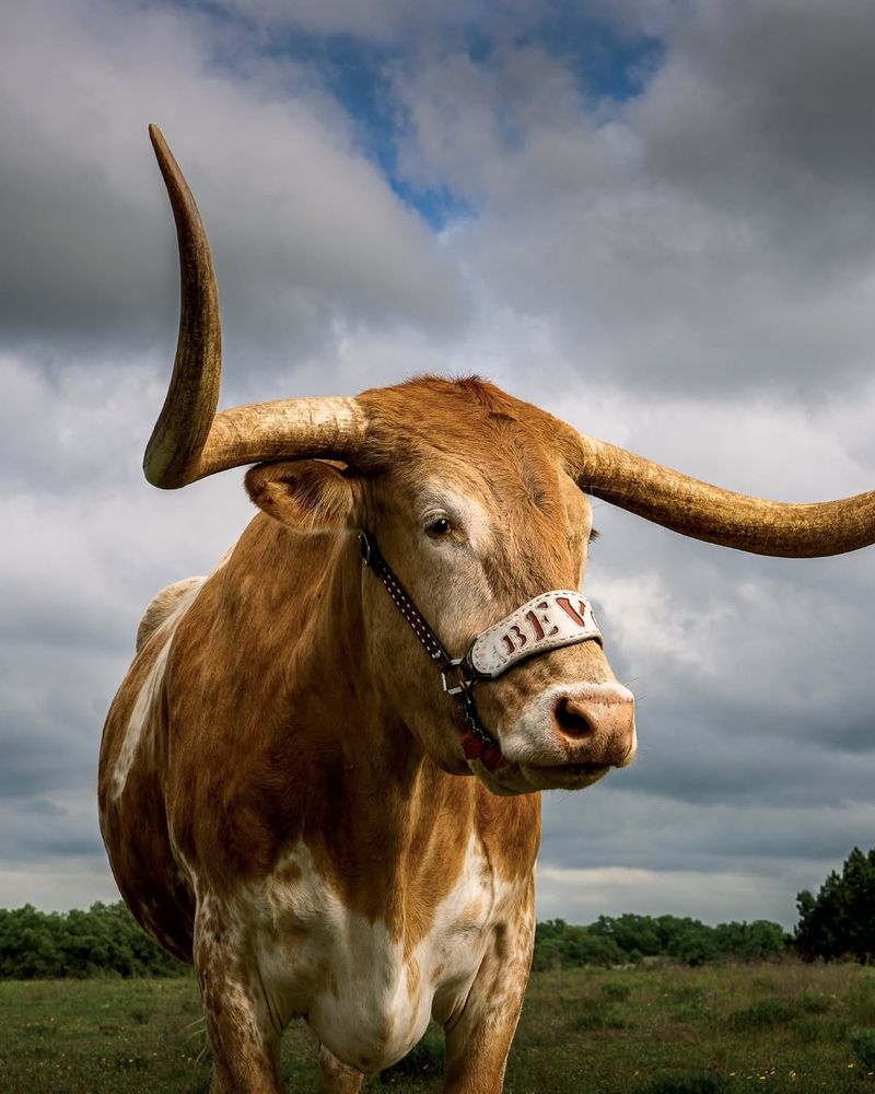 Texas Longhorn