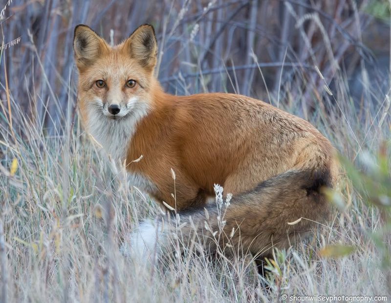 Colorado - Red Fox