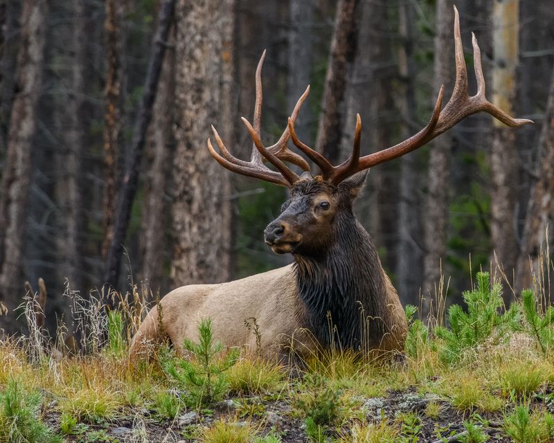 Utah - Rocky Mountain Elk