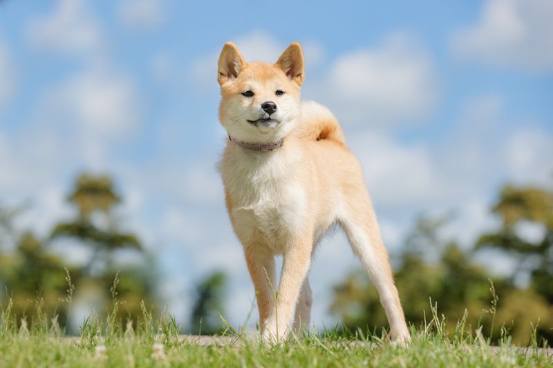 Canaan Dog