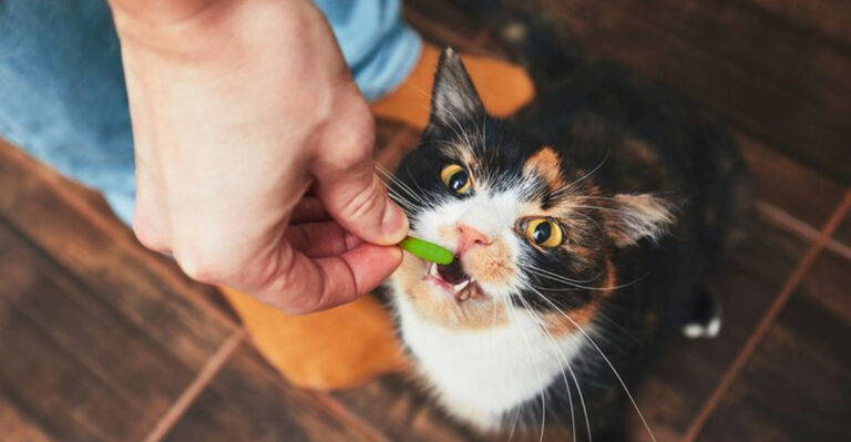 The 10 Best Diets For Keeping Indoor Cats Healthy And Happy