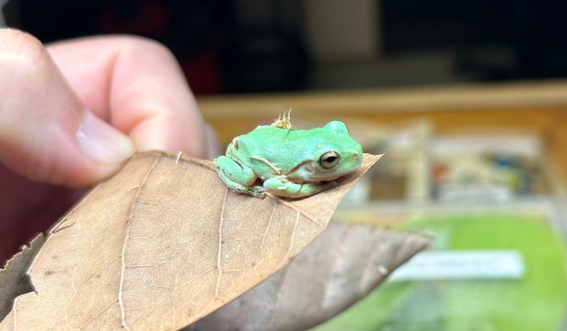 White's Tree Frog