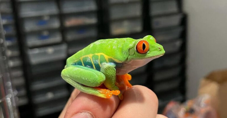 The 10 Best Pet Frogs For Beginners