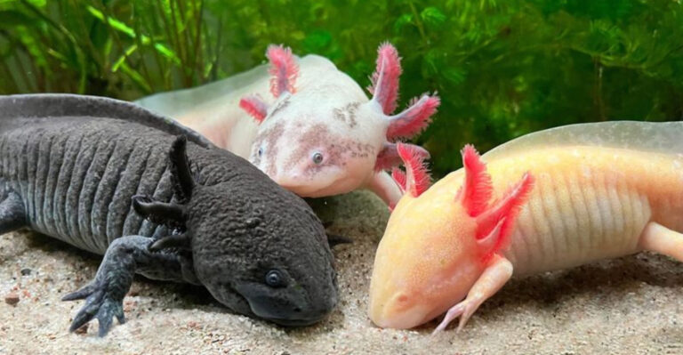 The 10 Challenges Of Adopting An Axolotl