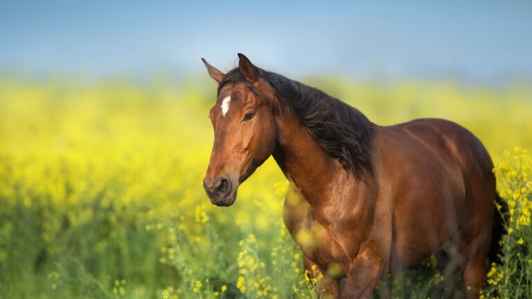 The 10 Horse Breeds That Live The Shortests