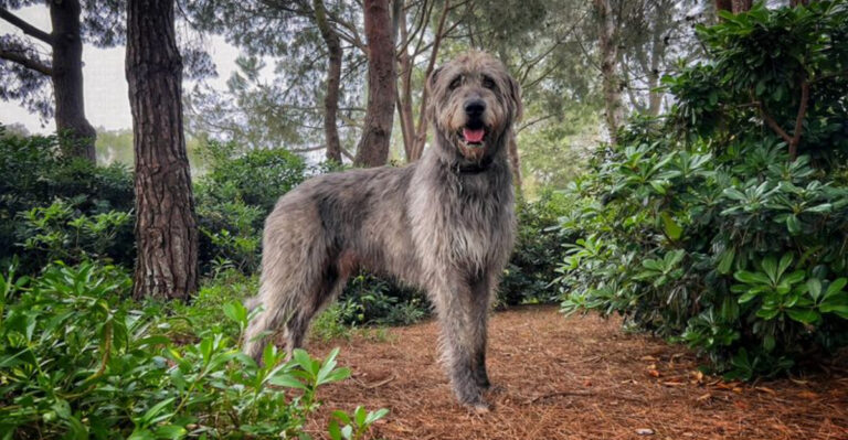 The 14 Largest Dog Species Ever Recorded