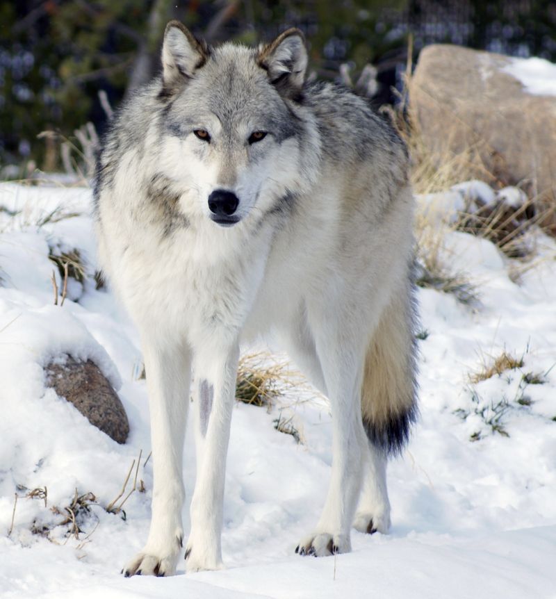 Mackenzie Valley Wolf 