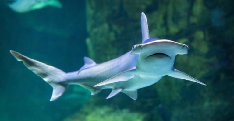 The 15 Weirdest Shark Species In The World