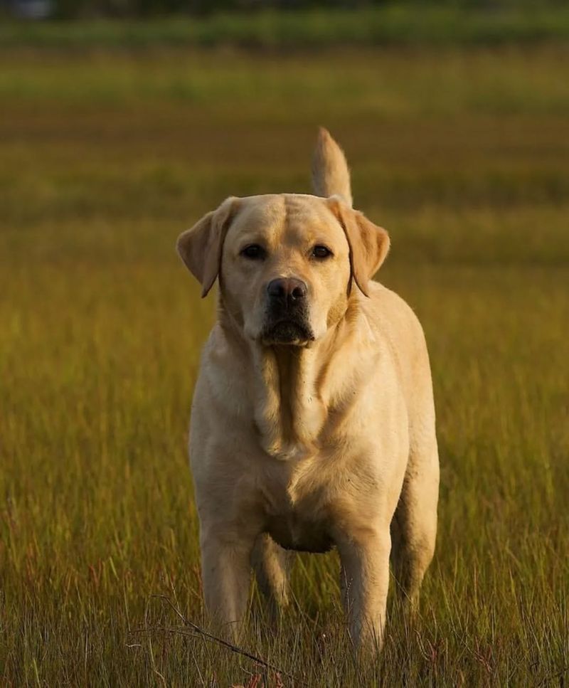 Labrador Retriever