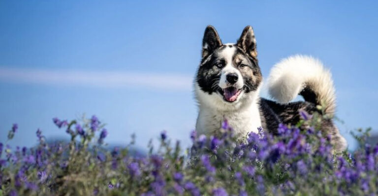The 19 Most Popular Big Dog Breeds In The U.S., Based On American Kennel Club Data