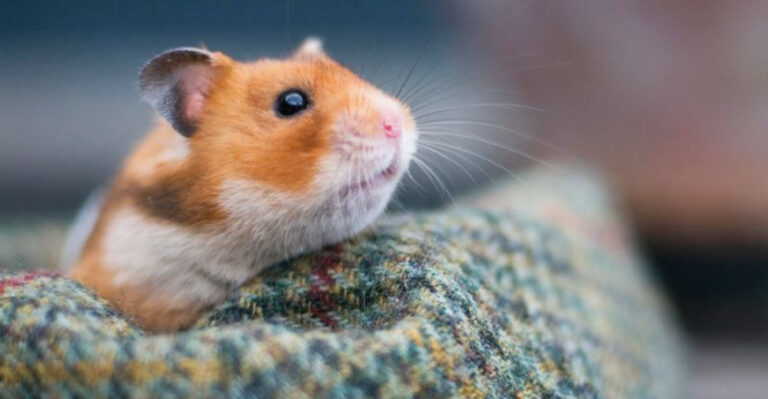 The 20 Best Animals To Keep As Pets