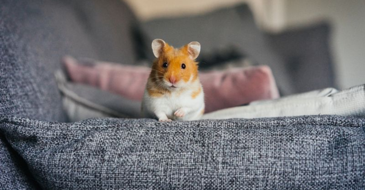 The 20 Quietest Pets For A Peaceful Home