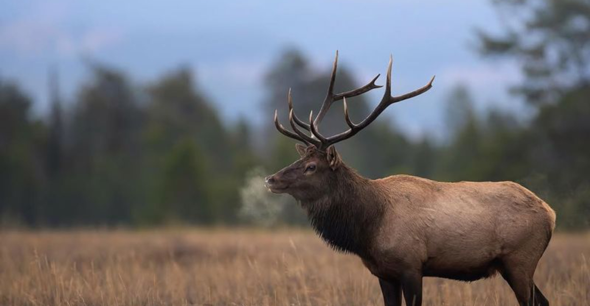 The 8 Largest Deer Species Roaming America’s Forests